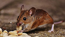 24 Hour & Emergency Exterminators in Nekoosa, WI